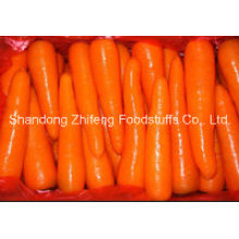 Chinese Top Quality Fresh Carrot